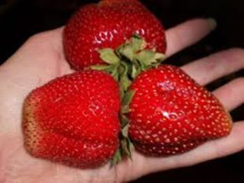 San Diego, California Zone 10a/10b | Determining Your Gardening Zone | Homesteading Guide
