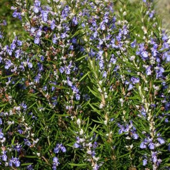 San Francisco, California Zone 10a/10b | Determining Your Gardening Zone | Homesteading Guide