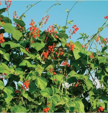 Scarlet Runners | How To Blend Edible Landscaping With Ornamentals [Infographic]