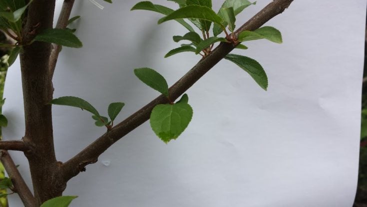 Secret # 2: Choose a “Cone” Shaped Tree | 7 Secrets To Growing Fruit Trees In Containers