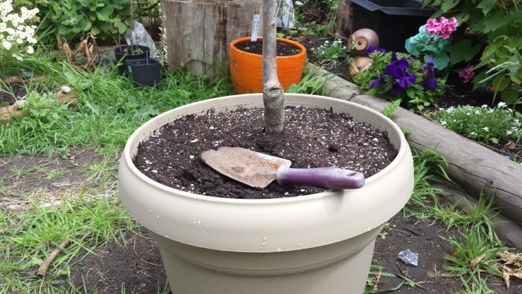 Secret # 5: Use Potting Soil | 7 Secrets To Growing Fruit Trees In Containers