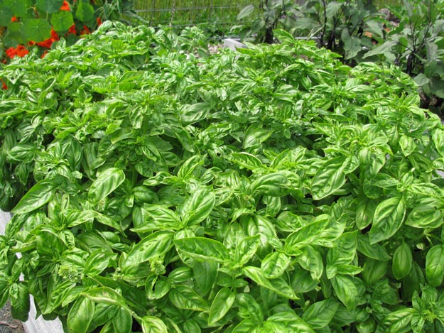 Growing Seeds Growing Seeds | Seed Catalog TIps
