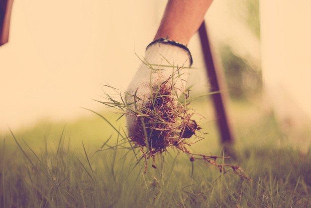 Weeding Tips | Self-Sustaining Ideas For Living The Homesteader's Dream