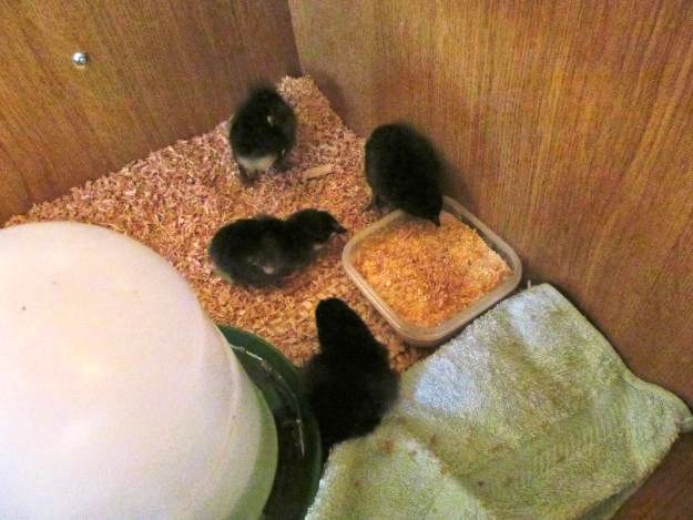Step 4: Put A Dish Of Food | Setting Up A Chicken Brooder Step 4: Put A Dish Of Food | Setting Up A Chicken Brooder