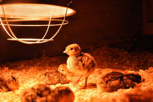 Step 6: Set Temperature | Setting Up A Chicken Brooder Step 6: Set Temperature | Setting Up A Chicken Brooder