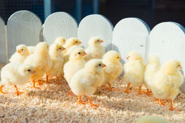 Step 7: Add Your Chicks | Setting Up A Chicken Brooder Step 7: Add Your Chicks | Setting Up A Chicken Brooder