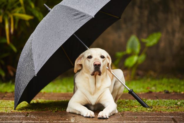 Lightning And Electrical Safety | Smart Fire and Electrical Tips To Keep Your Pets Safe
