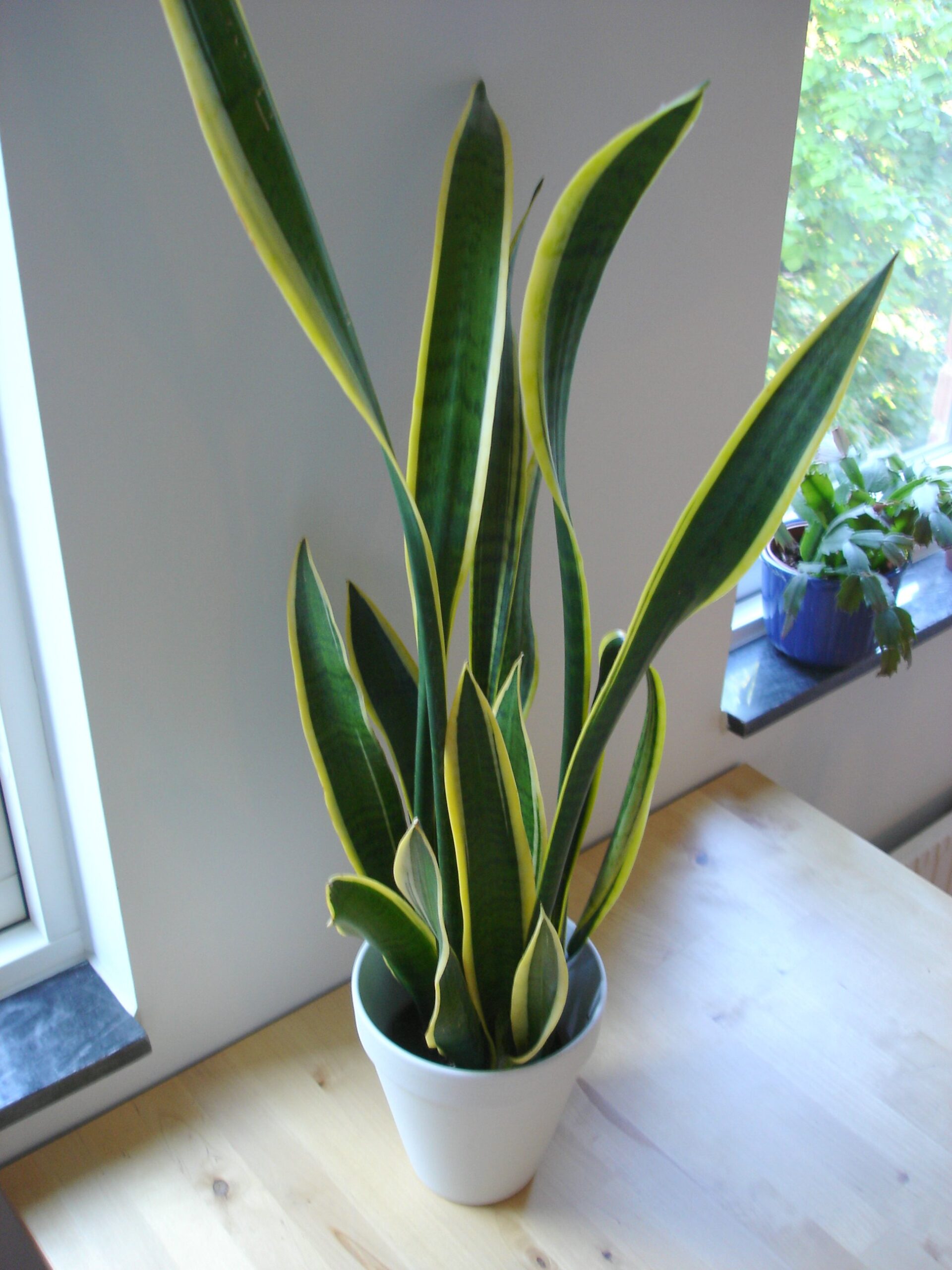Snake plant | Best Indoor Plants For Your Home 