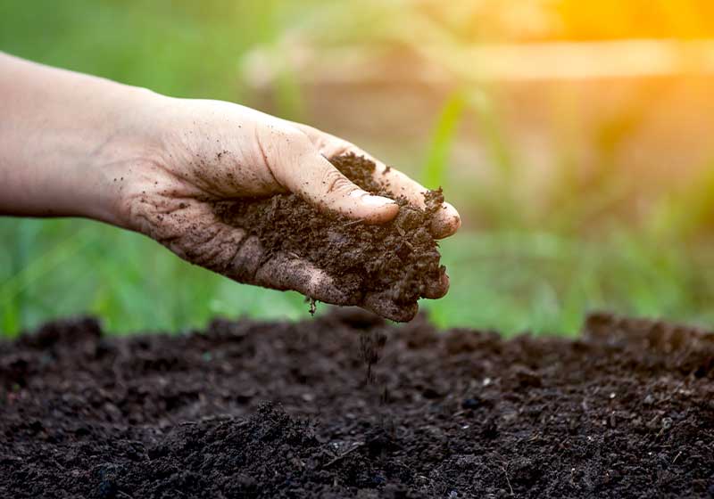 Soil in hand for planting | cauliflower growing stages