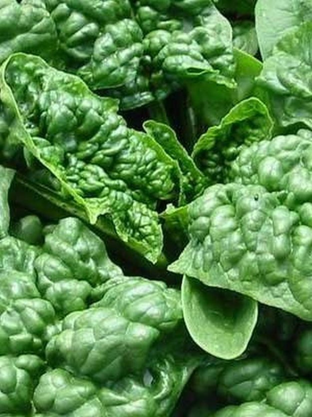 Spinach | Vertical Farming For Compact Spaces | Types of Farming