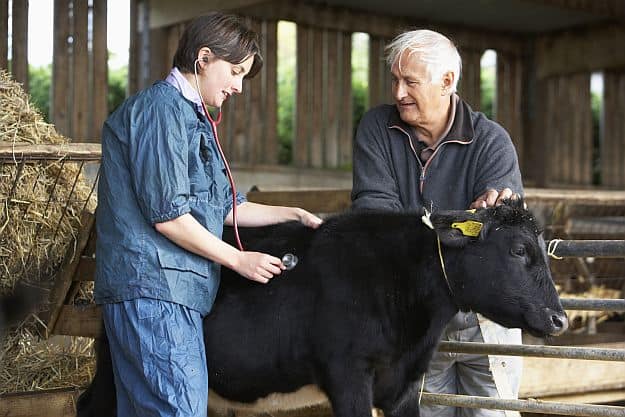 Get Your Livestock Checked Out | Spring Cleaning Checklist For Homesteaders 