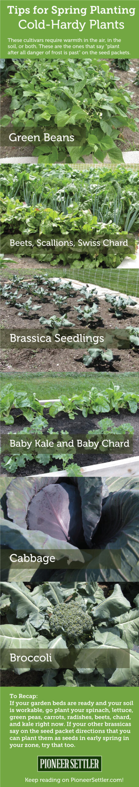 Planting Tips For Spring: Cold Hardy Plants | Keep reading for more planting tips at homesteading.com