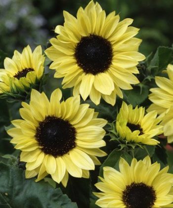 Sunflowers | How To Blend Edible Landscaping With Ornamentals [Infographic]