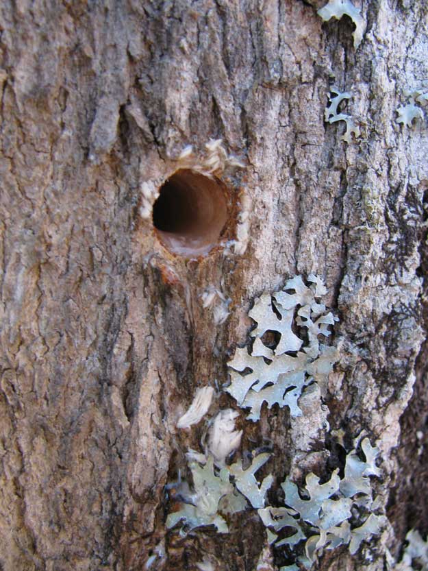 how to tap maple trees
