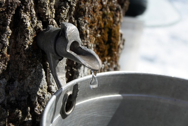 Tapping Maple Trees | Ways To Make Money While Homesteading