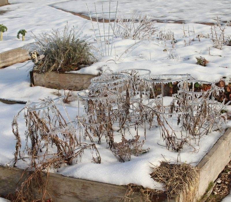 Tomato cages and dead and dormant plants | How To Use A Cold Frame