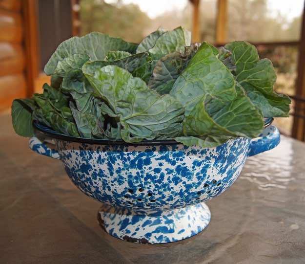 How to Grow Plants in the Winter