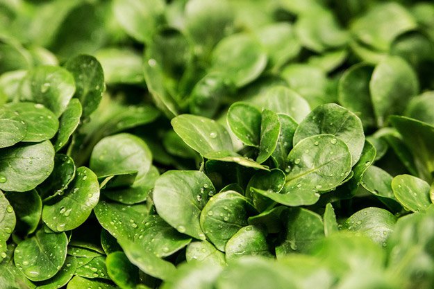 Edible Wild Plants Survival Guide