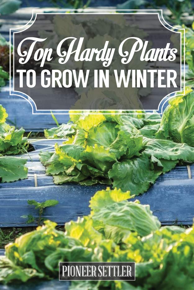 Top Hardy Plants to Grow in Winter