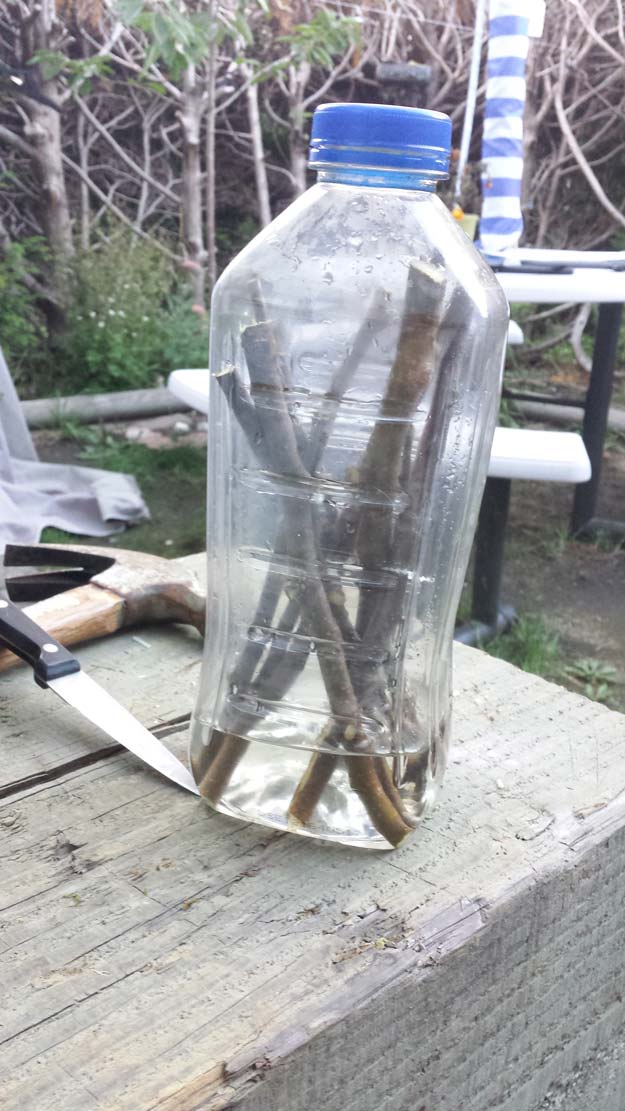 Place the chopped branches inside a plastic bottle | Grow Trees From Twigs On Your Homestead | Homesteading