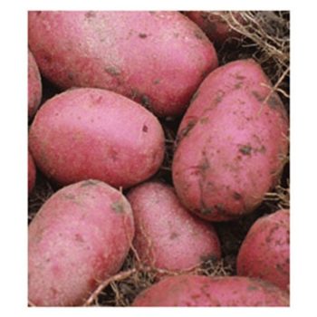 Tucson, Arizona Zone 9a/9b | Determining Your Gardening Zone | Homesteading Guide