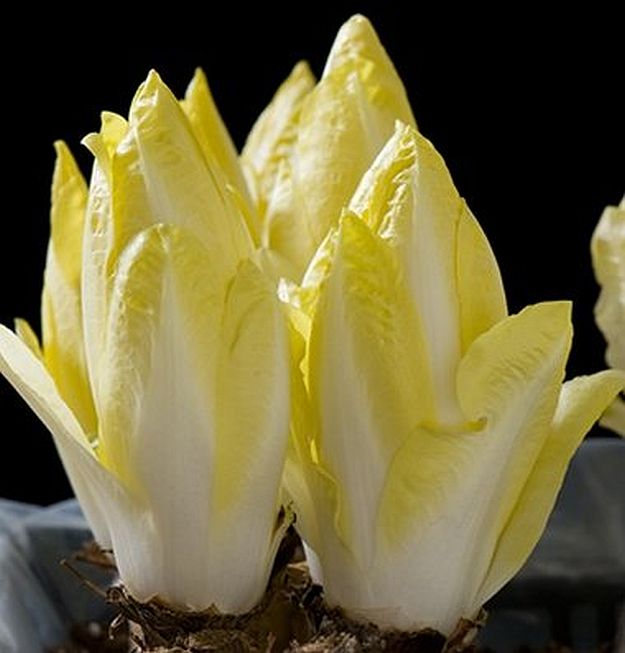 Endive | Ultimate Guide To Have An Indoor Garden For Winter | [Infographic]