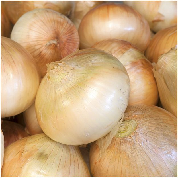 Onion | Ultimate Guide To Have An Indoor Garden For Winter | [Infographic]