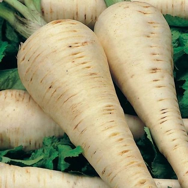 Parsnip | Ultimate Guide To Have An Indoor Garden For Winter | [Infographic]