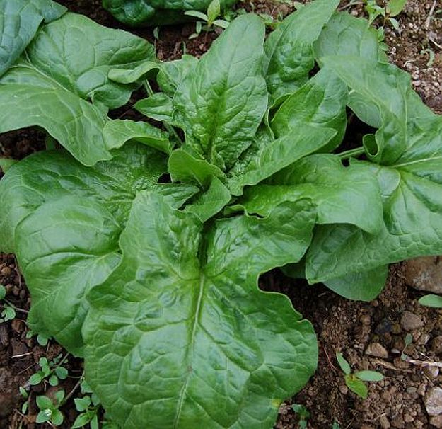 Spinach | Ultimate Guide To Have An Indoor Garden For Winter | [Infographic]