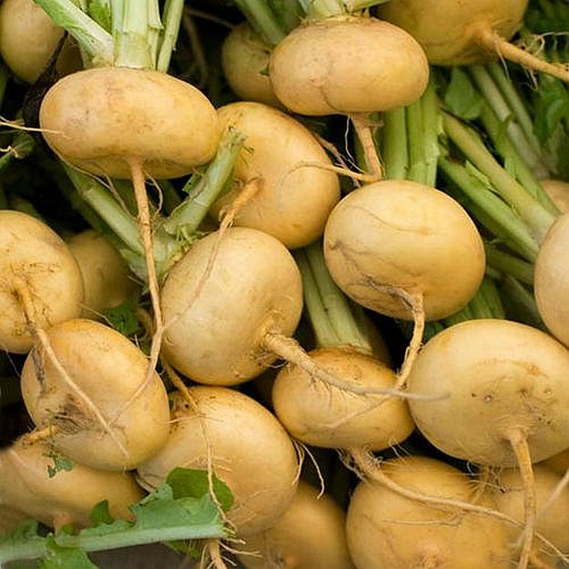Turnips | Ultimate Guide To Have An Indoor Garden For Winter | [Infographic]