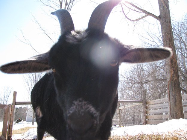GOATS | Understanding Animal Behaviors On and Off The Farm