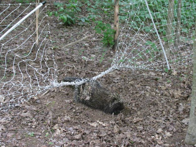 Porcupine | Understanding Animal Behaviors On and Off The Farm