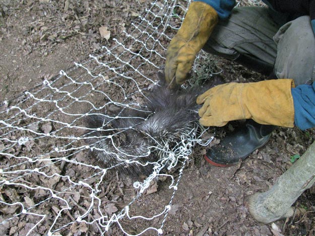 Porcupine | Understanding Animal Behaviors On and Off The Farm