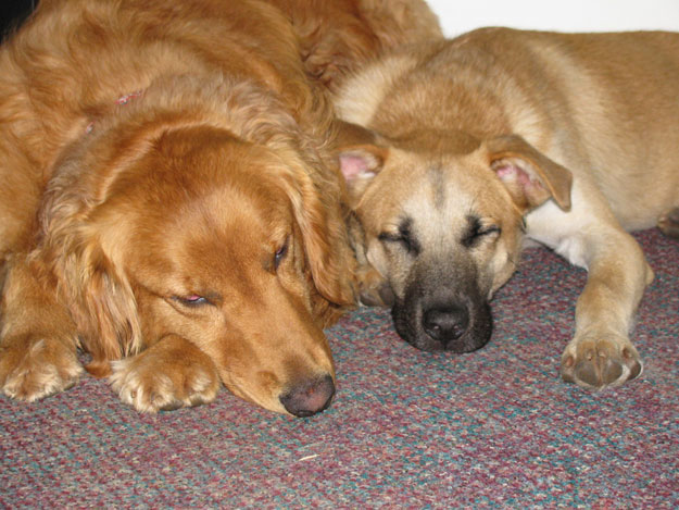 Raising Dogs | Understanding Animal Behaviors On and Off The Farm