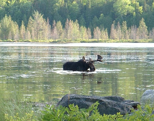 Moose | Understanding Animal Behaviors On and Off The Farm