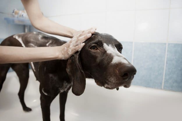 Pet Care | Incredible Uses For Tea Tree Oil Around The Homestead