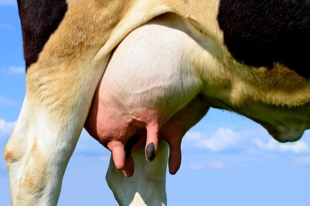 Livestock Care | Incredible Uses For Tea Tree Oil Around The Homestead