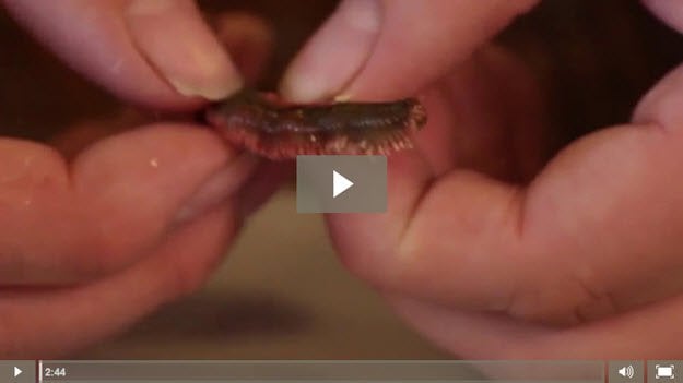 VIDEO How to Make Fishing Lures - Fishing and Lure Making - Bait - Lugworms