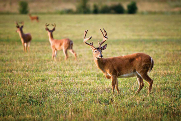 Venison Deer - America's SUPER Meat 