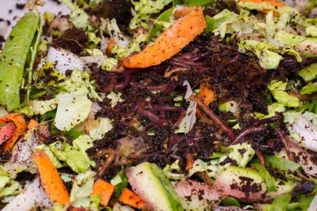 Feed Your Worms | Vermicomposting | Fertilize With Worm Castings