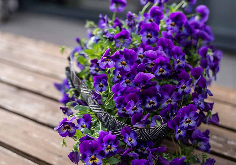 Viola cornuta, horned pansy, tufted pansy | cold weather plants
