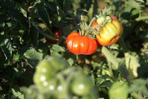 Heirloom Seed Downsides | What Are Heirloom Seeds? Heirloom Seed Downsides | What Are Heirloom Seeds?