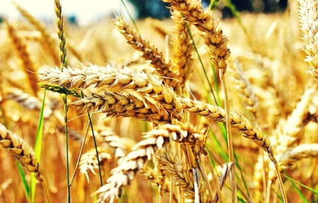 1 year of wheat requires 12, 012 sq. ft. | Living Off the Grid: How Much Land Do You Need?