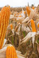 When to Harvest Corn 3