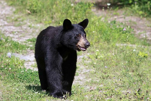 Who’s the fastest Black Bear