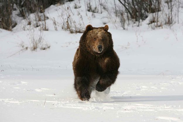 Who’s the fastest Grizzly Bear