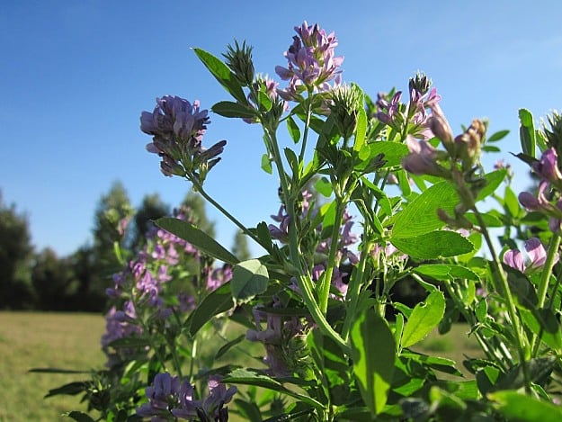 Alfalfa | Wild Edibles You Should Know | Homesteading And Survival Skills