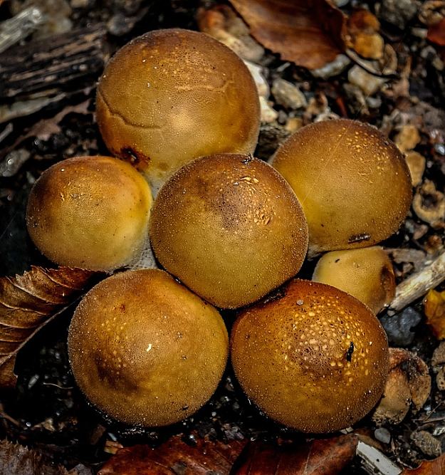Edible Mushroom | Wild Edibles You Should Know | Homesteading And Survival Skills