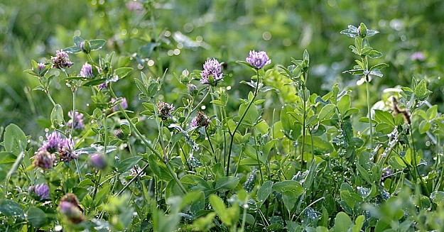 Clovers | Wild Edibles You Should Know | Homesteading And Survival Skills