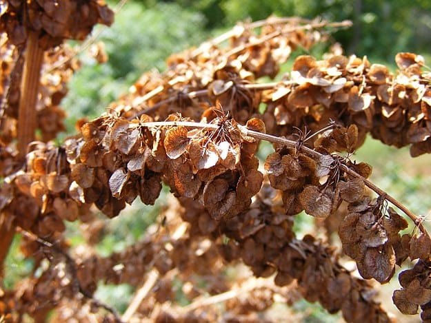 Curled Dock | Wild Edibles You Should Know | Homesteading And Survival Skills